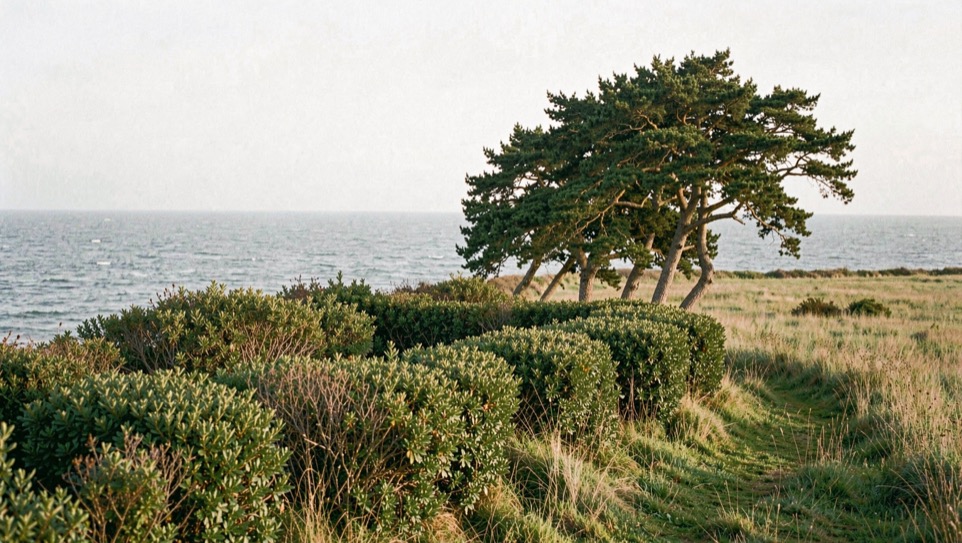 Haie brise-vent étagée en bord de côte, arbustes bas côté mer et chênes verts inclinés par le vent côté terre, prairie protégée derrière