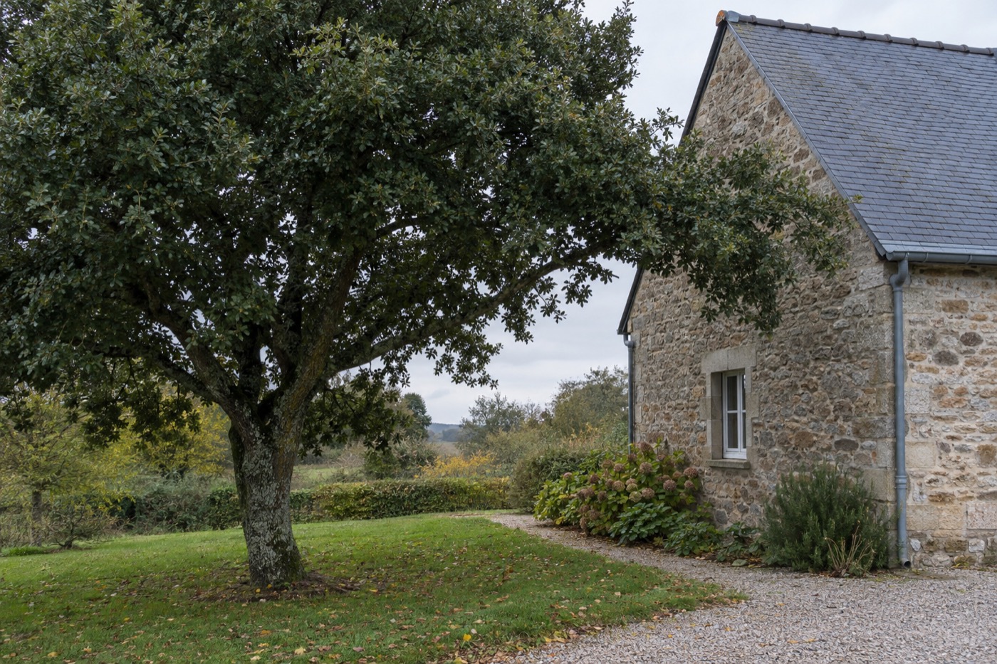Chêne vert adulte à quelques mètres du pignon en pierre d’une maison de campagne, toit d’ardoise et gouttière visibles, une branche basse vers l’égout