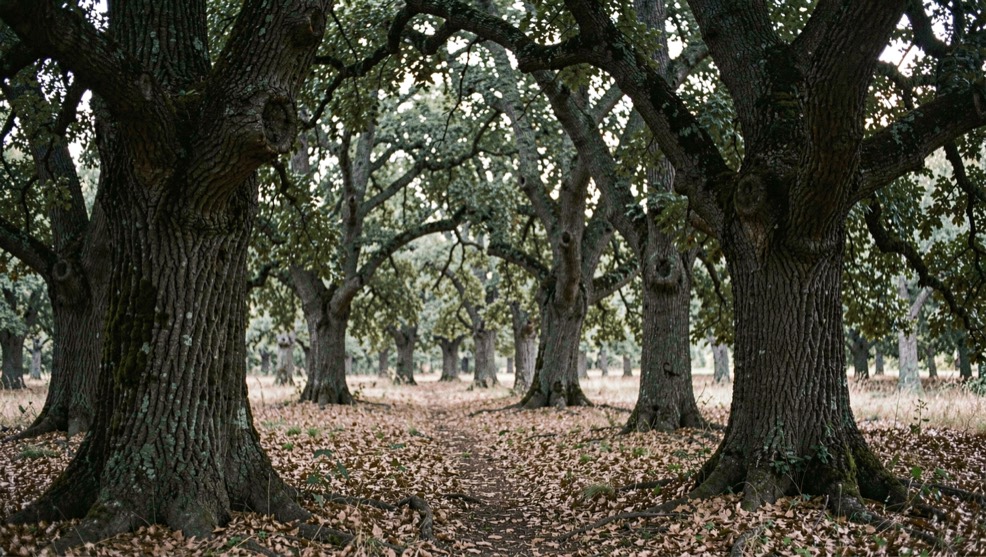 Lisière d’un bois de chênes verts vue de l’intérieur, troncs sombres au premier plan et lumière diffuse filtrant entre les feuillages
