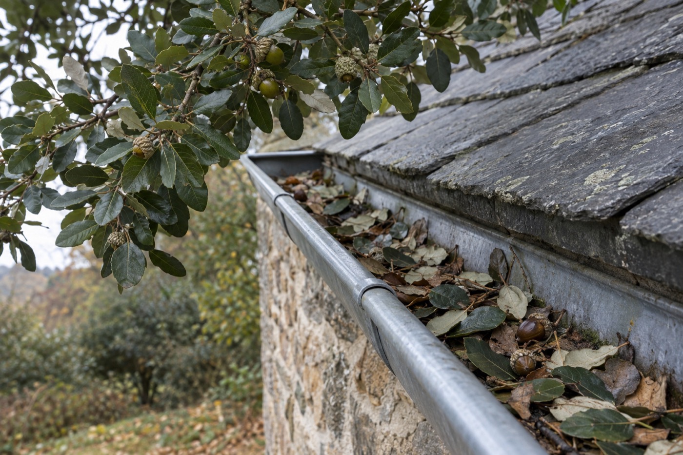 Chéneau en zinc à moitié rempli de feuilles ovales et de glands de chêne vert tombés, branche feuillue au-dessus du bord d’un toit d’ardoise
