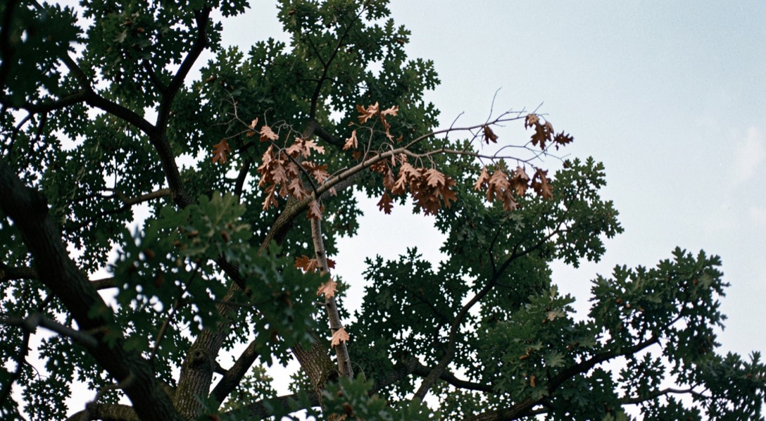 Houppier de chêne vert au contour irrégulier, une branche entièrement desséchée aux feuilles brunes tranchant sur le feuillage vert sombre